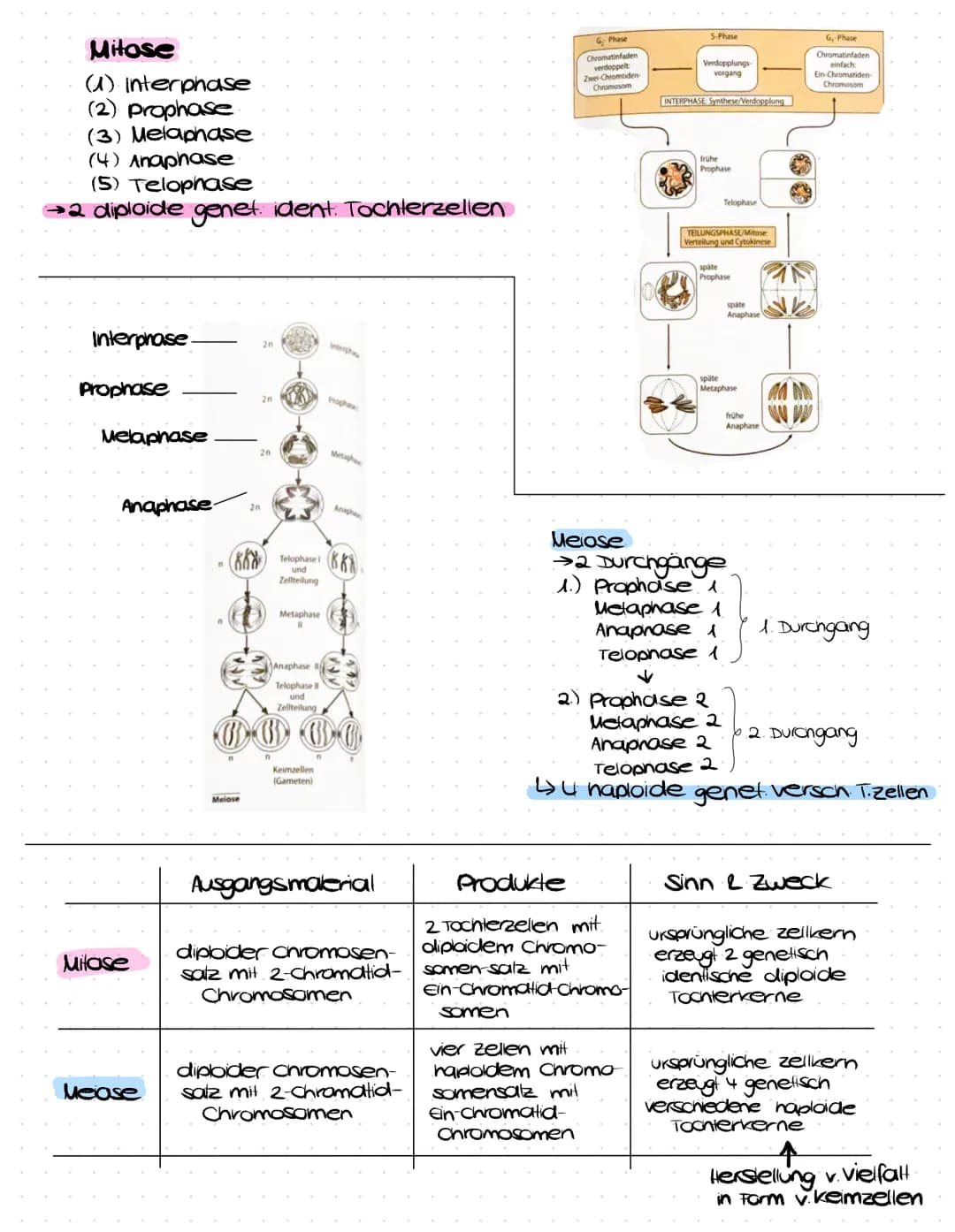 Mitose
(1) Interphase
(2) prophase
(3) Melaphase
(4) Anaphase
(5) Telophase
→2 diploide genet. ident. Tochterzellen
Interphase.
Prophase
Mel