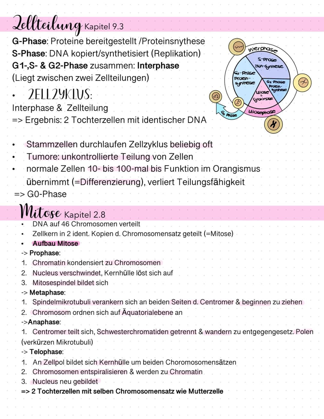 Mitose
(1) Interphase
(2) prophase
(3) Melaphase
(4) Anaphase
(5) Telophase
→2 diploide genet. ident. Tochterzellen
Interphase.
Prophase
Mel