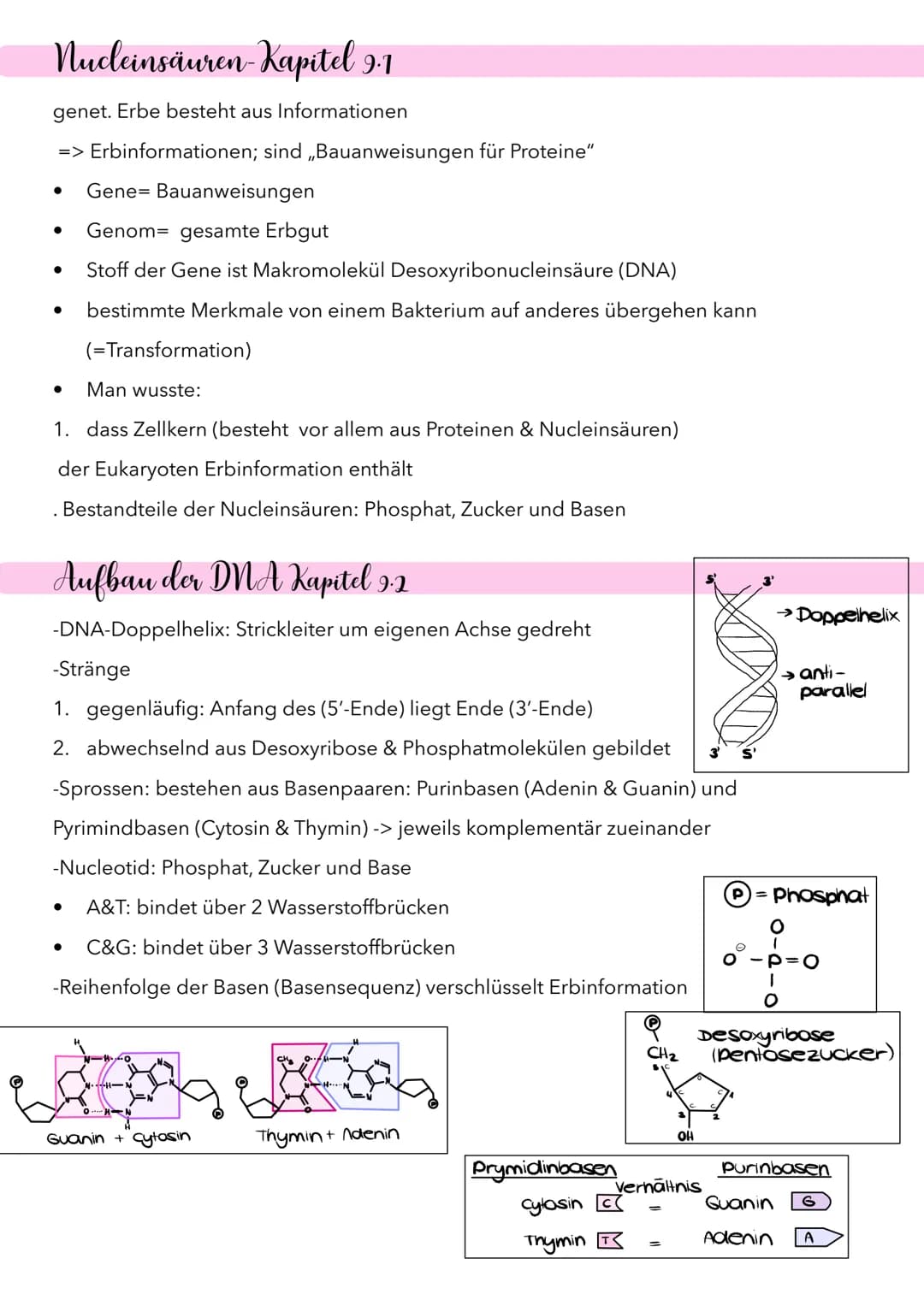 Mitose
(1) Interphase
(2) prophase
(3) Melaphase
(4) Anaphase
(5) Telophase
→2 diploide genet. ident. Tochterzellen
Interphase.
Prophase
Mel