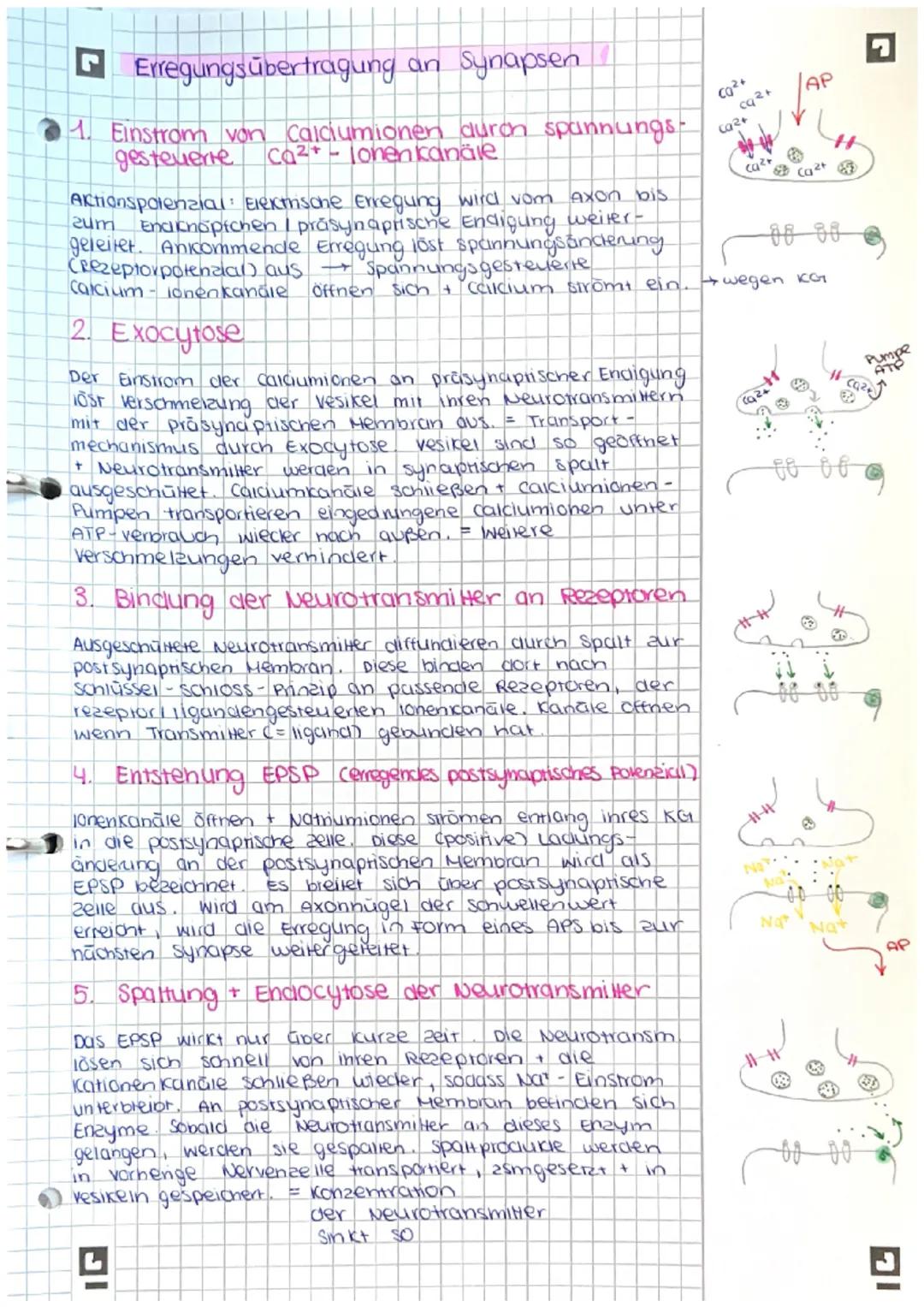 Neurobiologie
Erregungsübertragung
an Synapsen & Aufbau
Synapse
ABITUR Bau chemischer Synapsen
AXON
Aktions-
potenzial
Spannungs-
gesteuerte