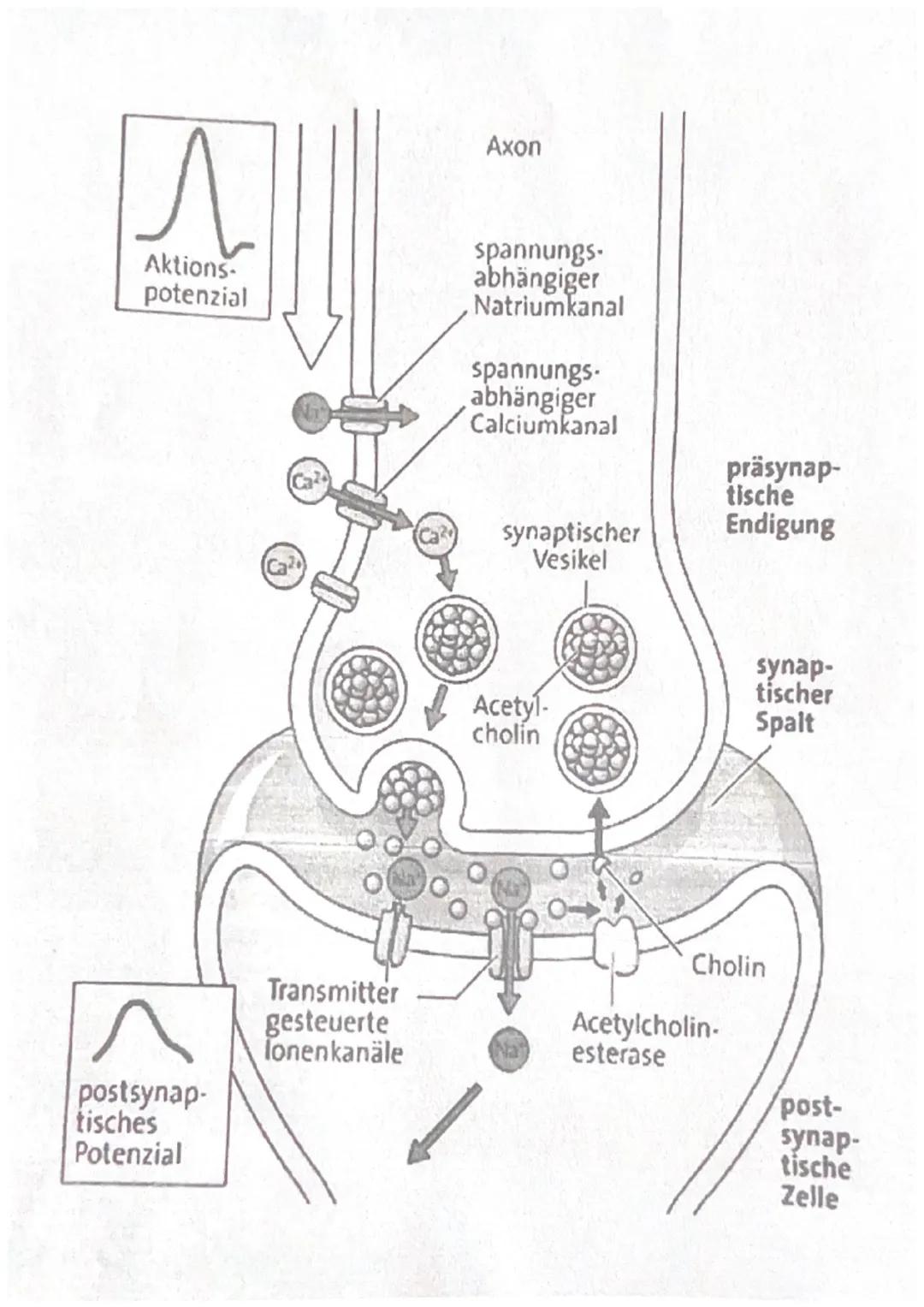Neurobiologie
Erregungsübertragung
an Synapsen & Aufbau
Synapse
ABITUR Bau chemischer Synapsen
AXON
Aktions-
potenzial
Spannungs-
gesteuerte