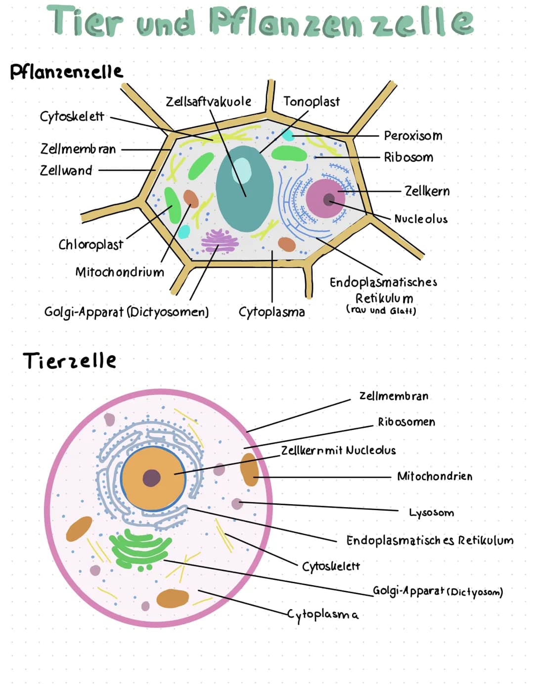 Tier und Pflanzen zelle
Pflanzenzelle
Cytoskelett
Zellmembran
Zellwand
Chloroplast
Mitochondrium
Zellsaftvakuole Tonoplast
Golgi-Apparat (Di