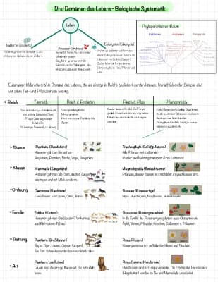 Know 3 Domänen des Lebens- biologische Systematik thumbnail