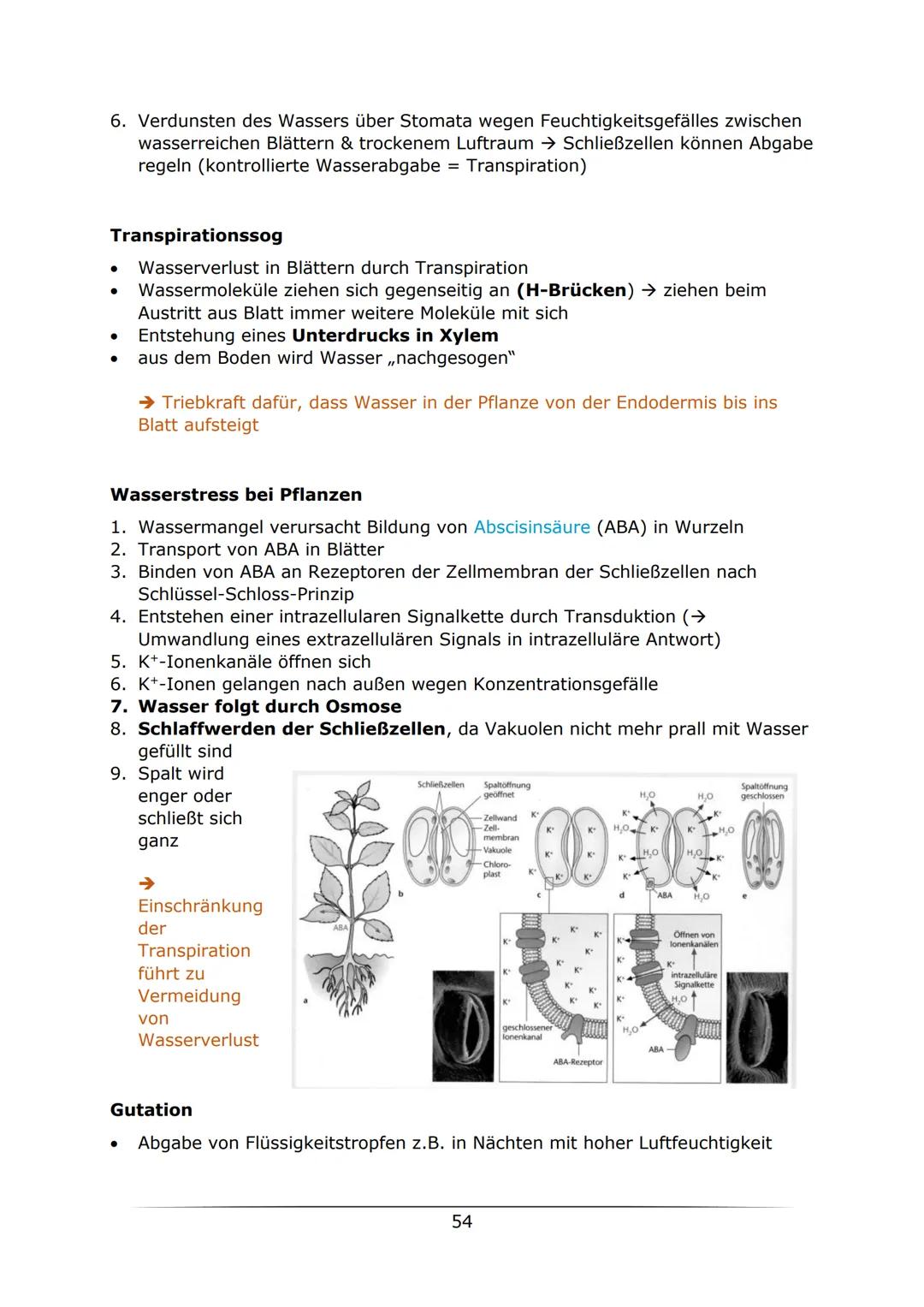 C
B. Biologie
MOTOTUTIONON
LK Abiturlernzettel 2022
von Sarah Gerber Inhaltsverzeichnis
Genetik
Vorwissen
Zellzyklus
Mitose
Meiose.....
Enzy