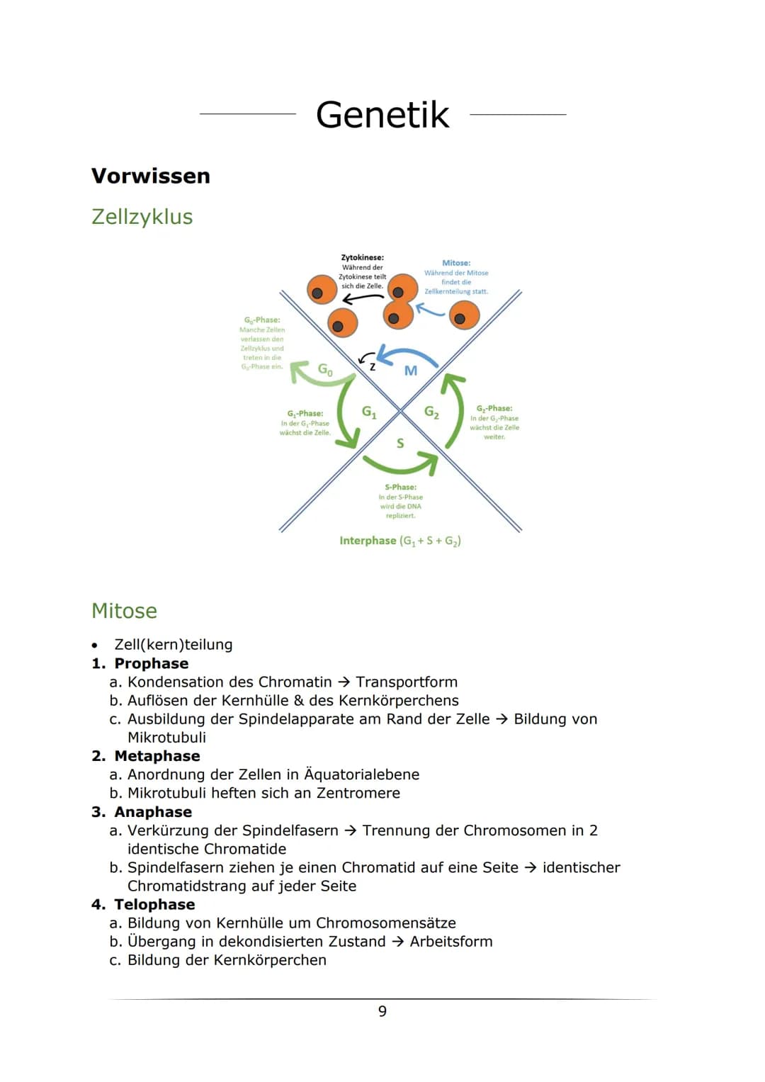 C
B. Biologie
MOTOTUTIONON
LK Abiturlernzettel 2022
von Sarah Gerber Inhaltsverzeichnis
Genetik
Vorwissen
Zellzyklus
Mitose
Meiose.....
Enzy