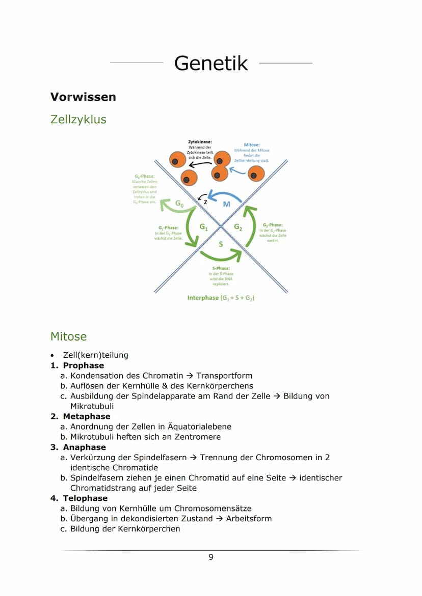C
B. Biologie
MOTOTUTIONON
LK Abiturlernzettel 2022
von Sarah Gerber Inhaltsverzeichnis
Genetik
Vorwissen
Zellzyklus
Mitose
Meiose.....
Enzy