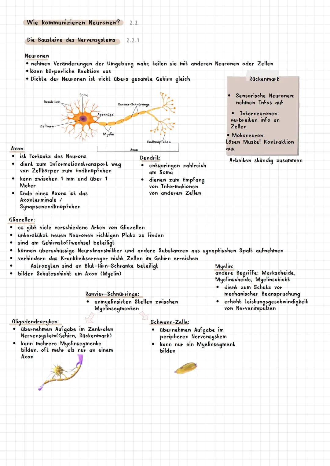 PSYCHOLOGIE BIOLOGISCHE PSYCHOLOGIE KAPITEL 2
Was ist biologische Psychologie? 2.1
Warum braucht die Psychologie Biologie ? 2.1.1
Es werden 