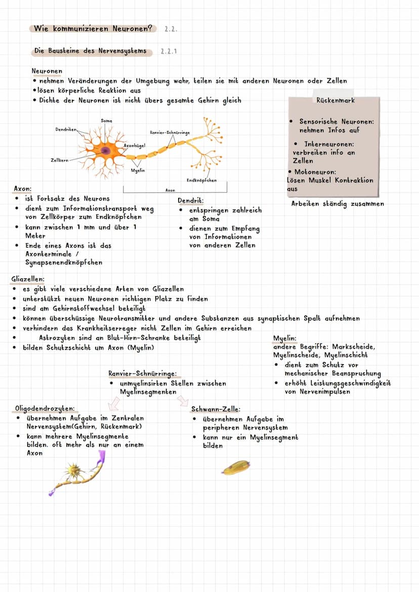 PSYCHOLOGIE BIOLOGISCHE PSYCHOLOGIE KAPITEL 2
Was ist biologische Psychologie? 2.1
Warum braucht die Psychologie Biologie ? 2.1.1
Es werden 