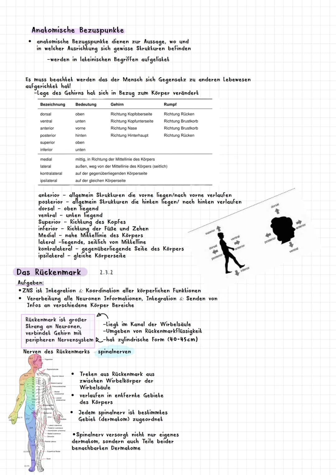 PSYCHOLOGIE BIOLOGISCHE PSYCHOLOGIE KAPITEL 2
Was ist biologische Psychologie? 2.1
Warum braucht die Psychologie Biologie ? 2.1.1
Es werden 