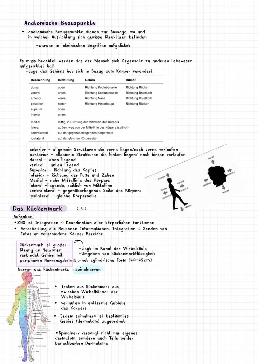 PSYCHOLOGIE BIOLOGISCHE PSYCHOLOGIE KAPITEL 2
Was ist biologische Psychologie? 2.1
Warum braucht die Psychologie Biologie ? 2.1.1
Es werden 