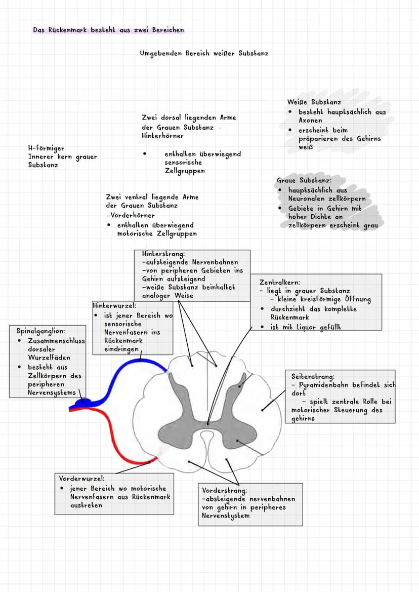 PSYCHOLOGIE BIOLOGISCHE PSYCHOLOGIE KAPITEL 2
Was ist biologische Psychologie? 2.1
Warum braucht die Psychologie Biologie ? 2.1.1
Es werden 
