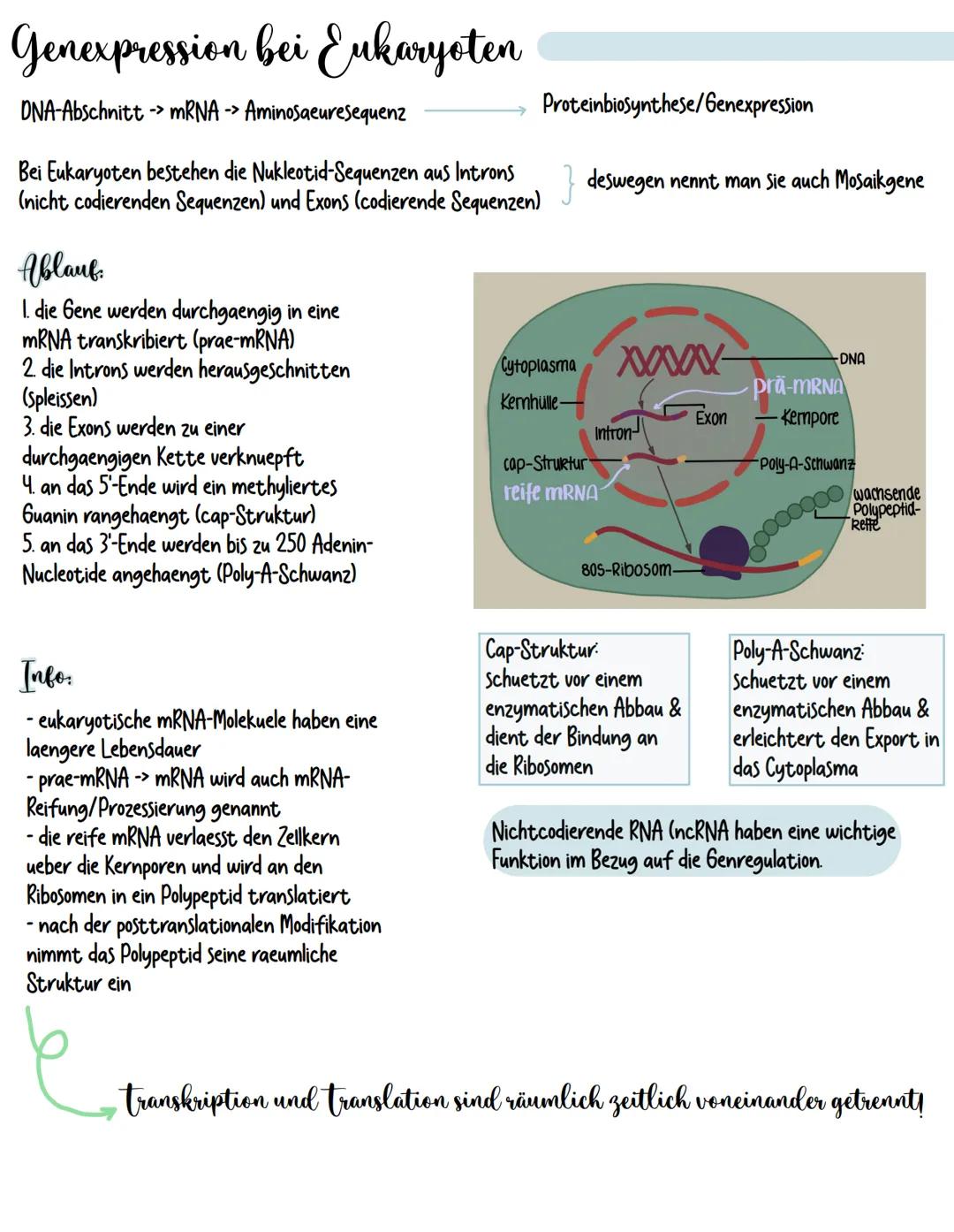 Genexpression bei Eukaryoten
DNA-Abschnitt mRNA -> AminosaeureSequenz
Bei Eukaryoten bestehen die Nukleotid-Sequenzen aus Introns
(nicht cod