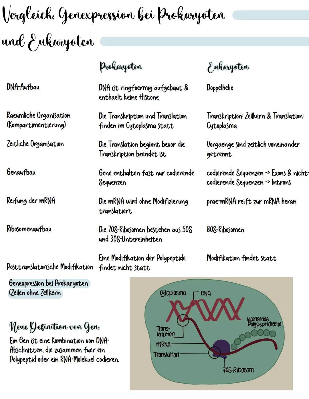Genexpression bei Eukaryoten
DNA-Abschnitt mRNA -> AminosaeureSequenz
Bei Eukaryoten bestehen die Nukleotid-Sequenzen aus Introns
(nicht cod
