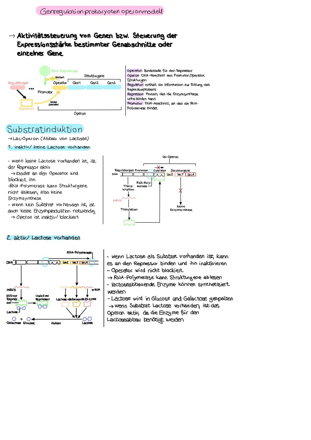 → Aktivitätssteuerung von Genen bzw. Steuerung der
Expressionsstärke bestimmter Genabschnitte oder
einzelner Gene
Regulatorgen
Repressor
Gen