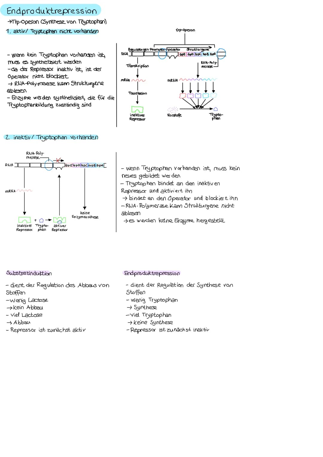 → Aktivitätssteuerung von Genen bzw. Steuerung der
Expressionsstärke bestimmter Genabschnitte oder
einzelner Gene
Regulatorgen
Repressor
Gen