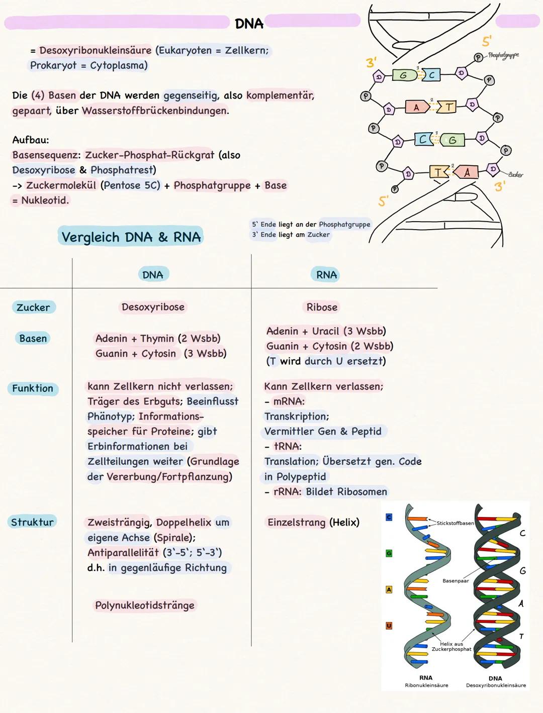 # DNA

= Desoxyribonukleinsäure (Eukaryoten = Zellkern;
Prokaryot Cytoplasma)

Die (4) Basen der DNA werden gegenseitig, also komplementär,
