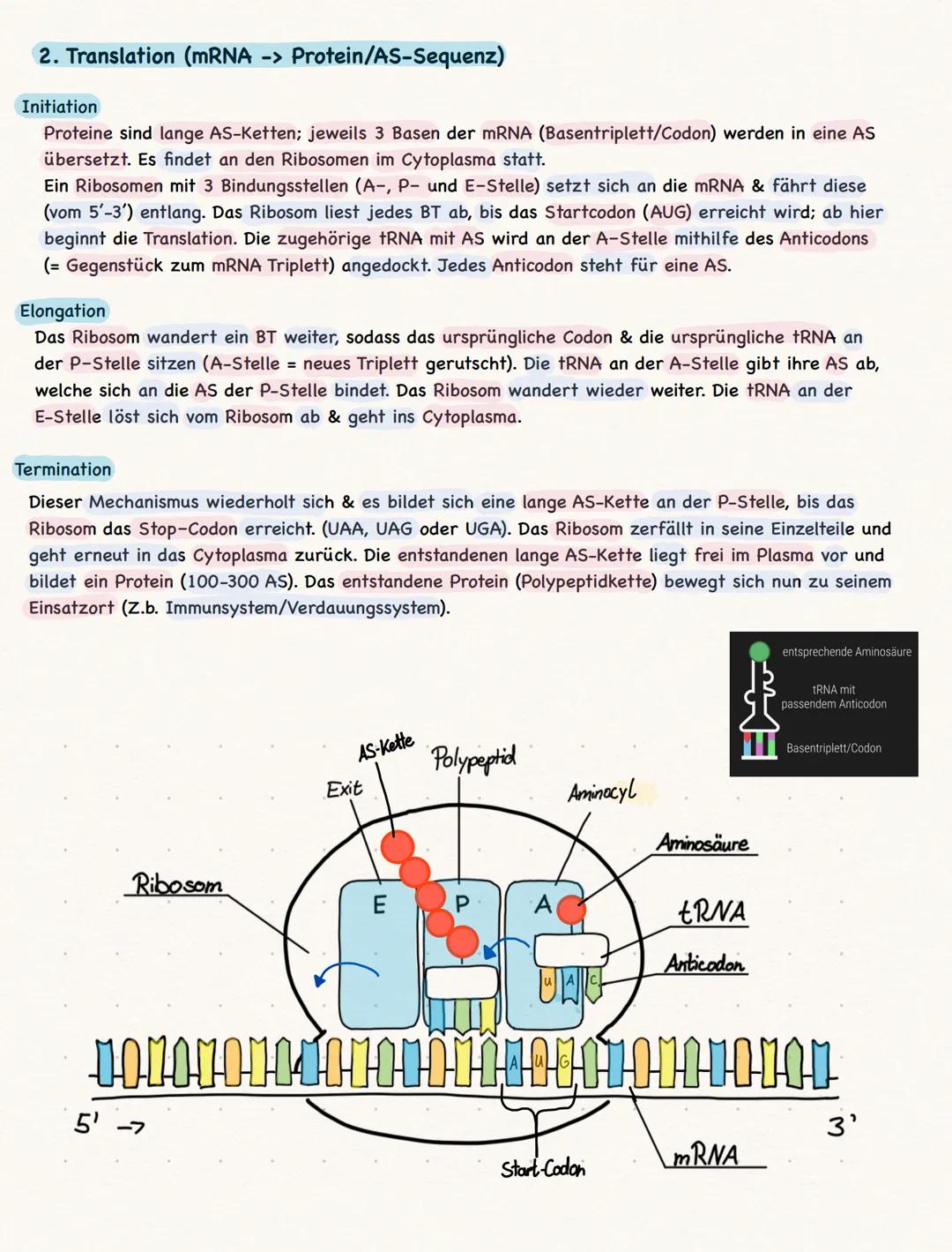 # DNA

= Desoxyribonukleinsäure (Eukaryoten = Zellkern;
Prokaryot Cytoplasma)

Die (4) Basen der DNA werden gegenseitig, also komplementär,
