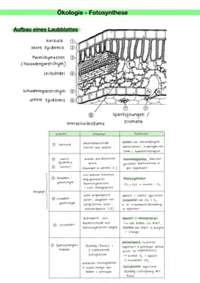 Know Fotosynthese  thumbnail