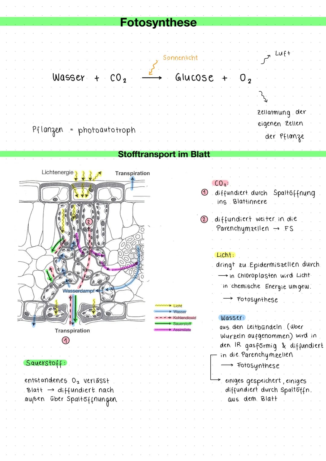 Das Arbeitsblatt zum Aufbau und zur Funktion von Laubblättern