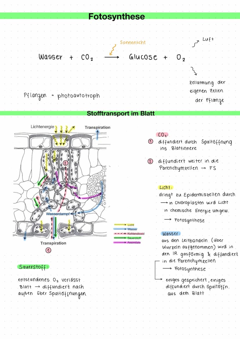 Ökologie - Fotosynthese
Aufbau eines Laubblattes
Kutikula
obere Epidermis.
Parenchymzellen
(Palisadenparenchym)
Leitbündel
Schwammparenchym
