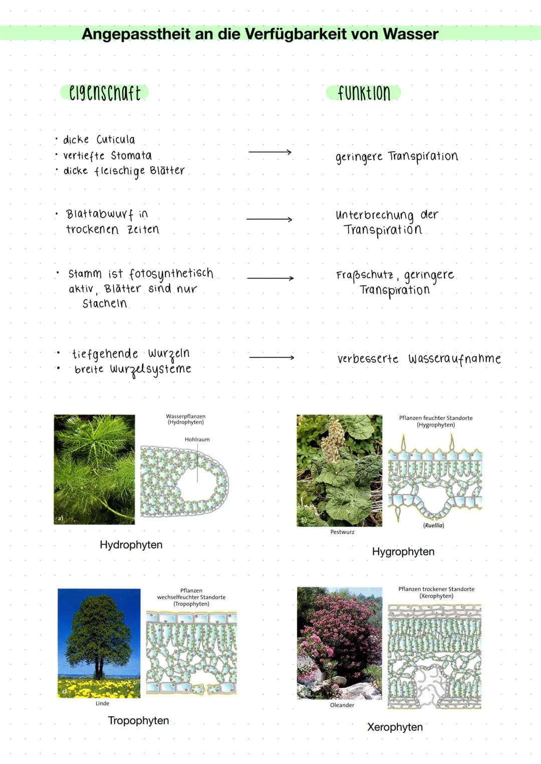 Ökologie - Fotosynthese
Aufbau eines Laubblattes
Kutikula
obere Epidermis.
Parenchymzellen
(Palisadenparenchym)
Leitbündel
Schwammparenchym
