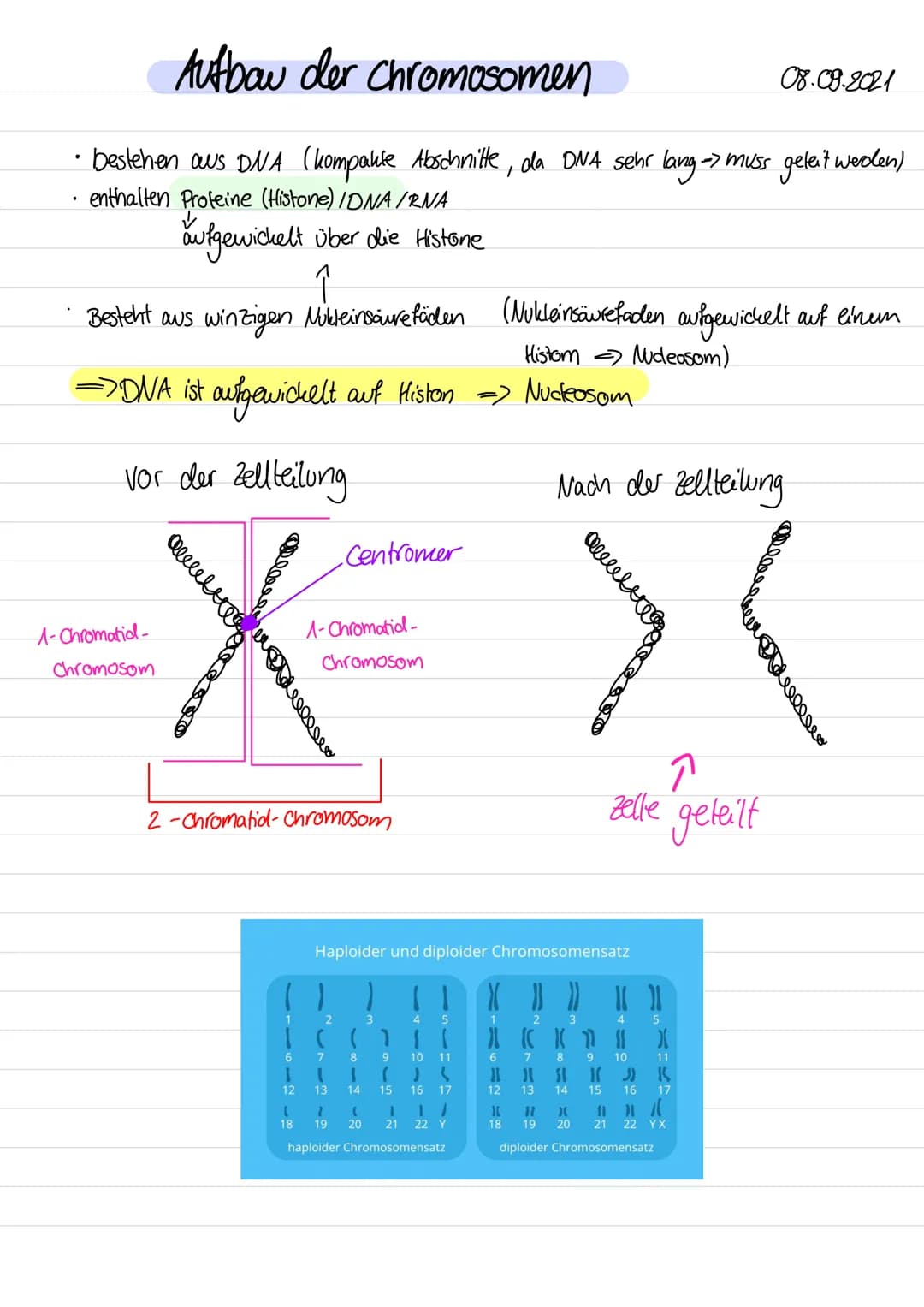 Aufbau der Chromosomen
bestehen aus DNA (kompakte Abschnitte, da DNA sehr lang -> muss geleit werden)
• enthalten Proteine (Histone) /DNA/RN