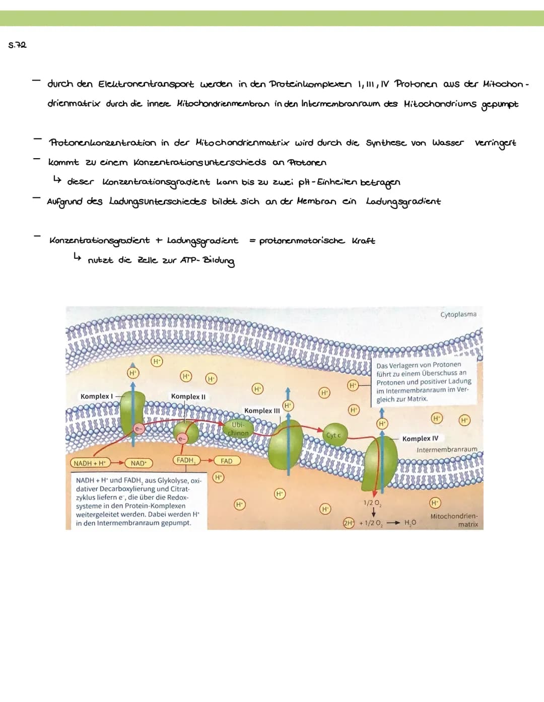 S.72
ATP-Synthese im Mitochondrium (1)
Atmungskette
in der Glykolyse, der oxidativen Decarboxylierung und im Citratzyklus wird das Kohlensto