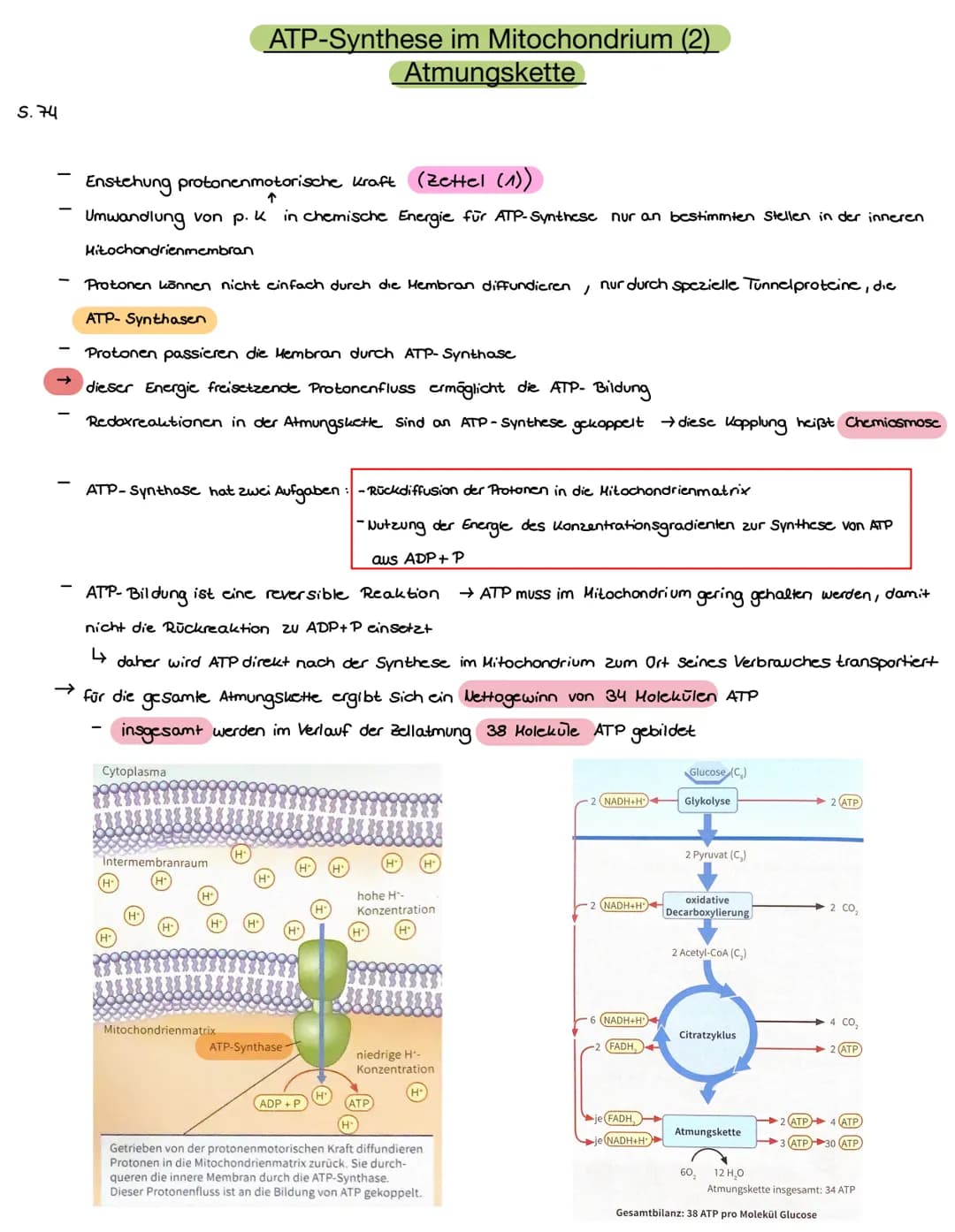 S.72
ATP-Synthese im Mitochondrium (1)
Atmungskette
in der Glykolyse, der oxidativen Decarboxylierung und im Citratzyklus wird das Kohlensto