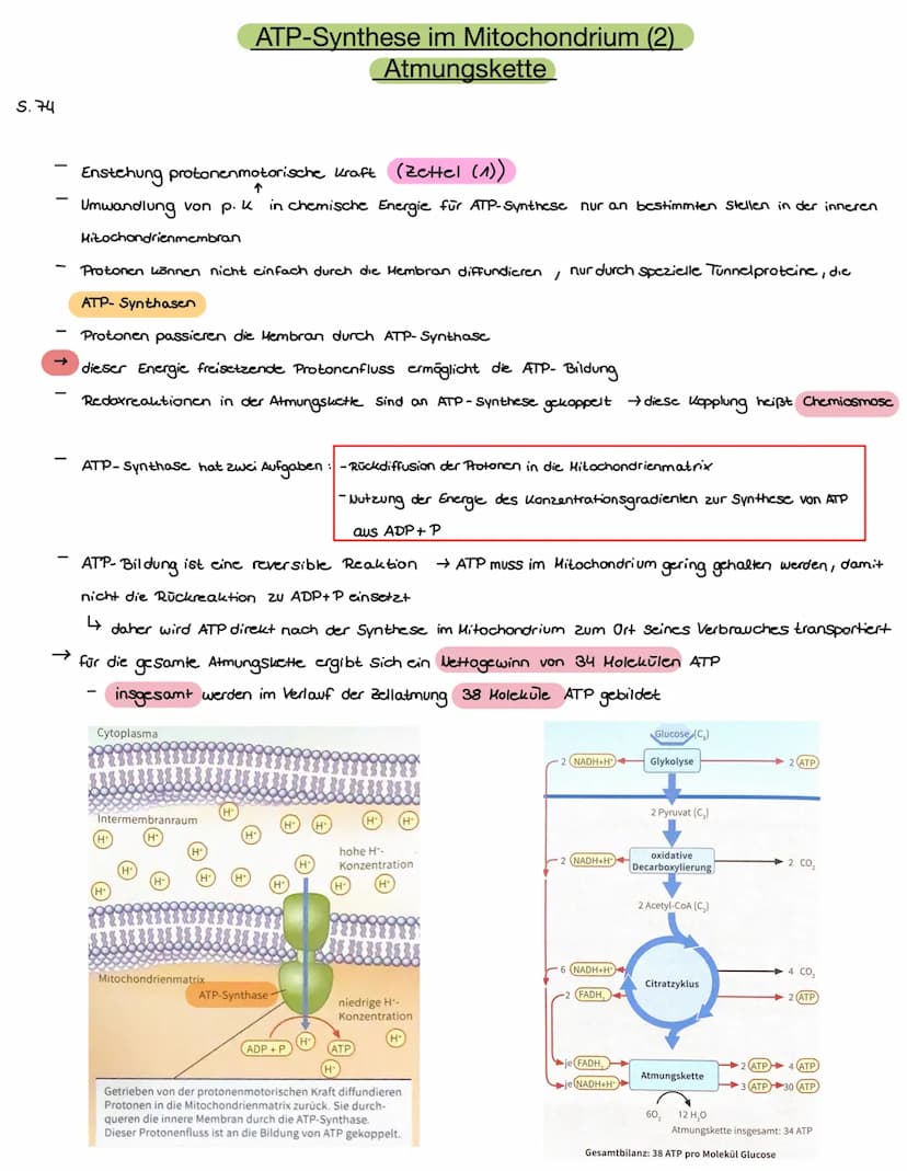 S.72
ATP-Synthese im Mitochondrium (1)
Atmungskette
in der Glykolyse, der oxidativen Decarboxylierung und im Citratzyklus wird das Kohlensto