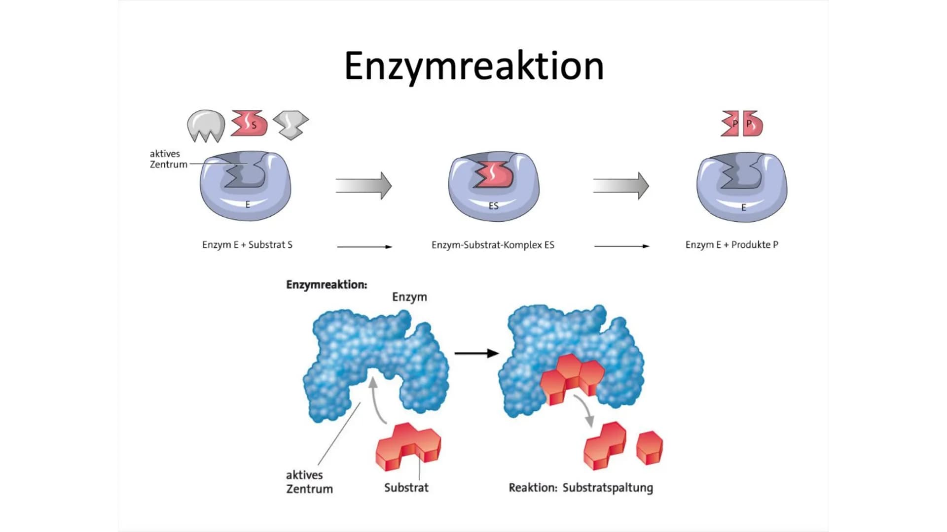 Enzyme Gliederung
Definition
Biochemie
●
Enzymkinetik
● Nomenklatur
Klassifizierung
Systematik
Regulation von Stoffwechselprozessen
Bedeutun