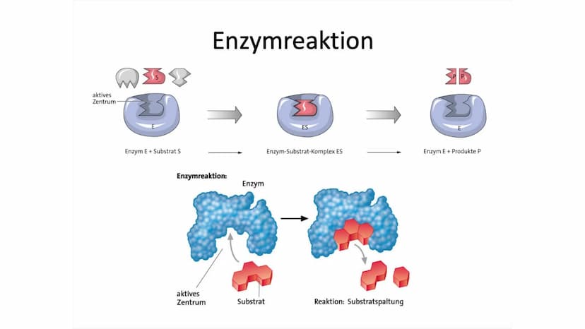 Enzyme Gliederung
Definition
Biochemie
●
Enzymkinetik
● Nomenklatur
Klassifizierung
Systematik
Regulation von Stoffwechselprozessen
Bedeutun
