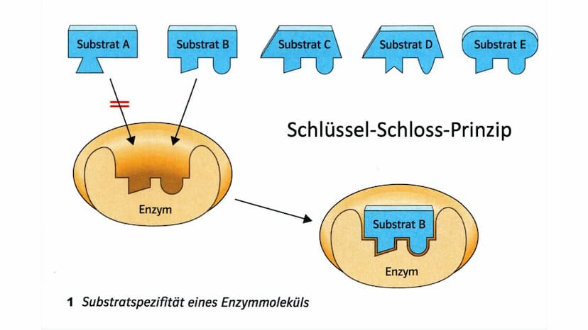 Enzyme Gliederung
Definition
Biochemie
●
Enzymkinetik
● Nomenklatur
Klassifizierung
Systematik
Regulation von Stoffwechselprozessen
Bedeutun