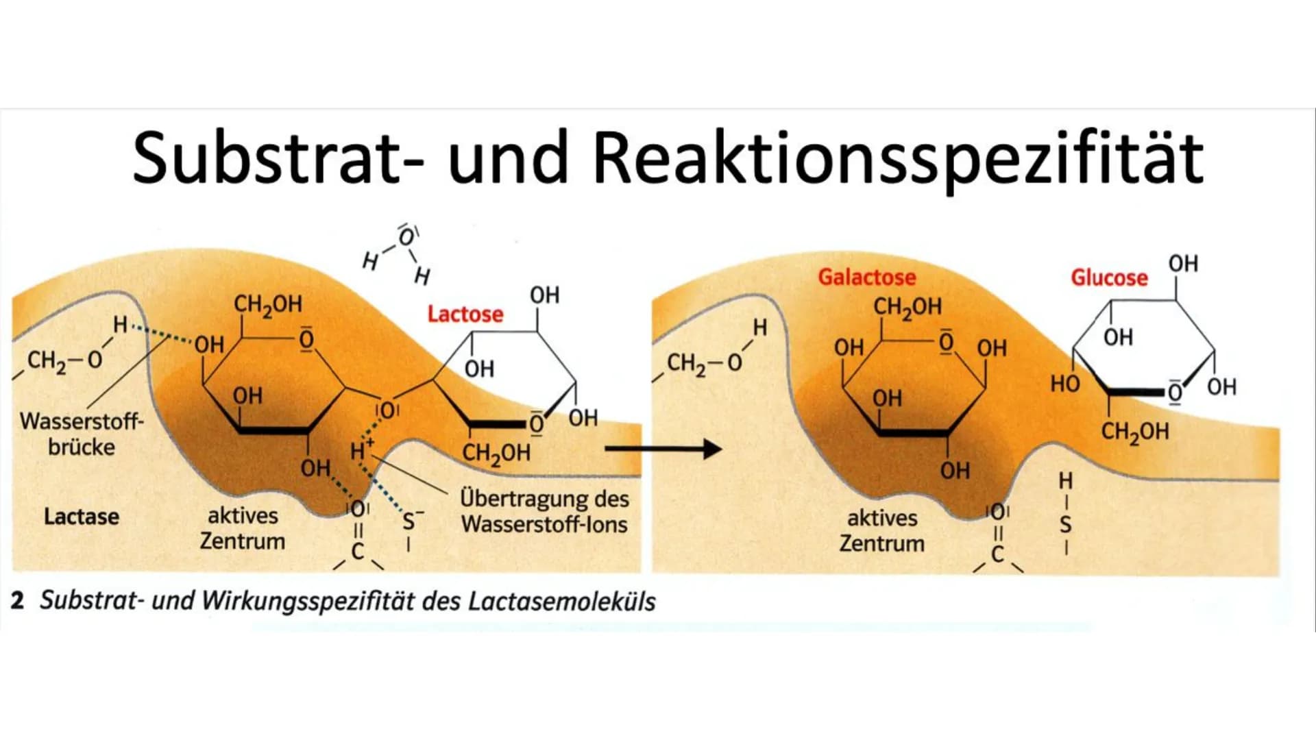 Enzyme Gliederung
Definition
Biochemie
●
Enzymkinetik
● Nomenklatur
Klassifizierung
Systematik
Regulation von Stoffwechselprozessen
Bedeutun