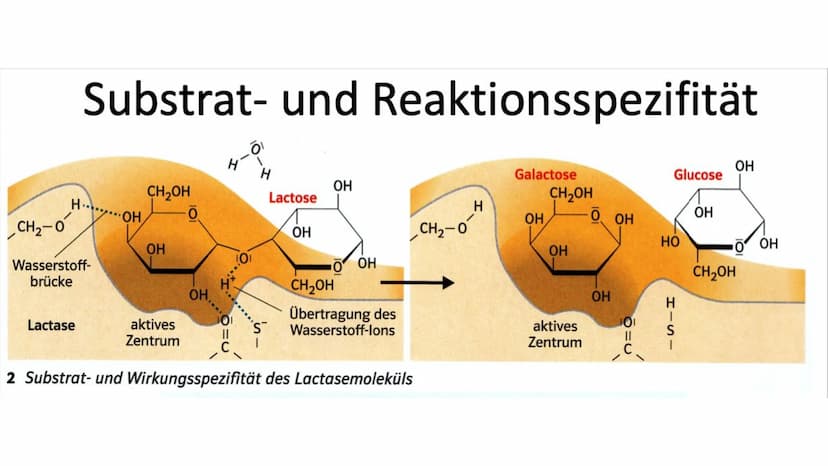 Enzyme Gliederung
Definition
Biochemie
●
Enzymkinetik
● Nomenklatur
Klassifizierung
Systematik
Regulation von Stoffwechselprozessen
Bedeutun
