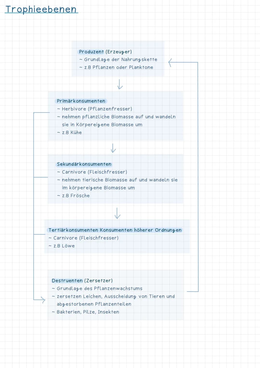 Trophieebenen
Produzent (Erzeuger)
~ Grundlage der Nahrungskette
- Z.B Pflanzen oder Planktone
↓
Primärkonsumenten
~ Herbivore (Pflanzenfres