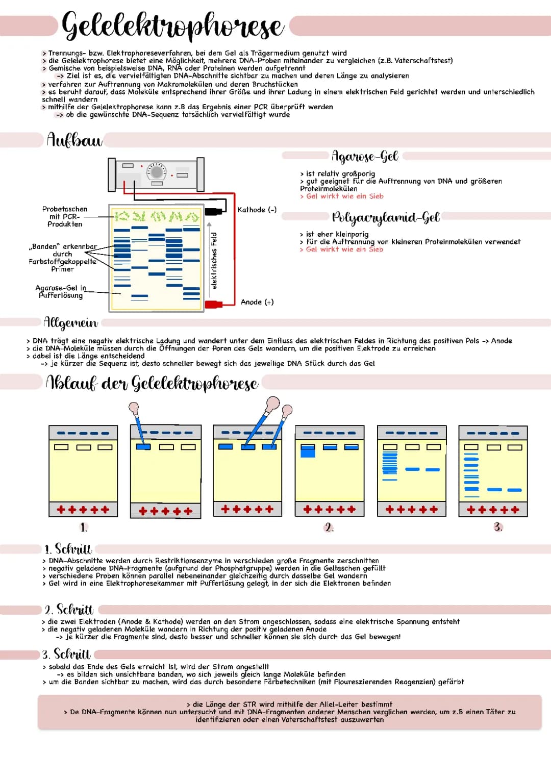 Gelelektrophorese 