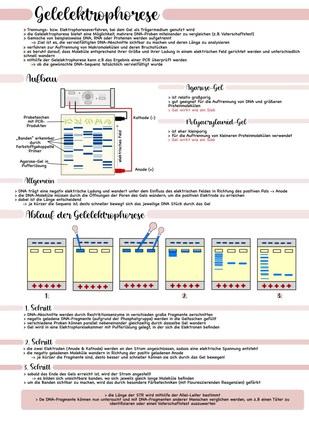 Gelelektrophorese
> Trennungs- bzw. Elektrophoreseverfahren, bei dem Gel als Trägermedium genutzt wird
> die Gelelektrophorese bietet eine M