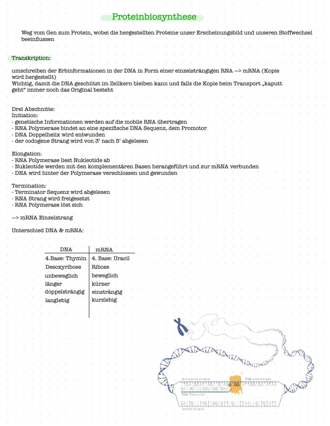 Proteinbiosynthese
Weg vom Gen zum Protein, wobei die hergestellten Proteine unser Erscheinungsbild und unseren Stoffwechsel
beeinflussen
Tr