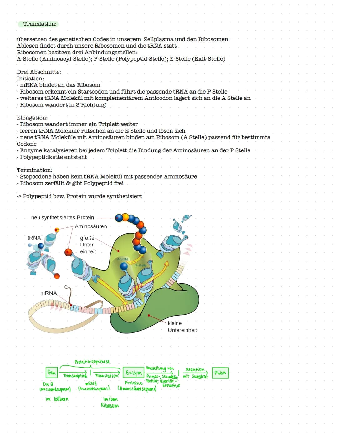 Proteinbiosynthese
Weg vom Gen zum Protein, wobei die hergestellten Proteine unser Erscheinungsbild und unseren Stoffwechsel
beeinflussen
Tr
