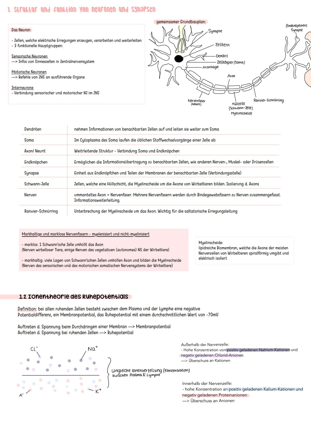 Erregende und hemmende Synpasen
Exzitatorisch/ erregende Synapse
Bindung von Neurotransmitter an
ligandengesteuerte Rezeptoren der
postsynap