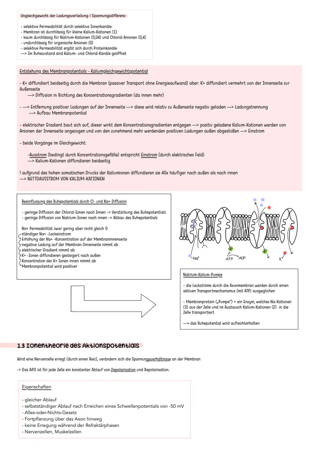 Erregende und hemmende Synpasen
Exzitatorisch/ erregende Synapse
Bindung von Neurotransmitter an
ligandengesteuerte Rezeptoren der
postsynap