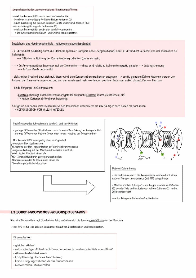 Erregende und hemmende Synpasen
Exzitatorisch/ erregende Synapse
Bindung von Neurotransmitter an
ligandengesteuerte Rezeptoren der
postsynap