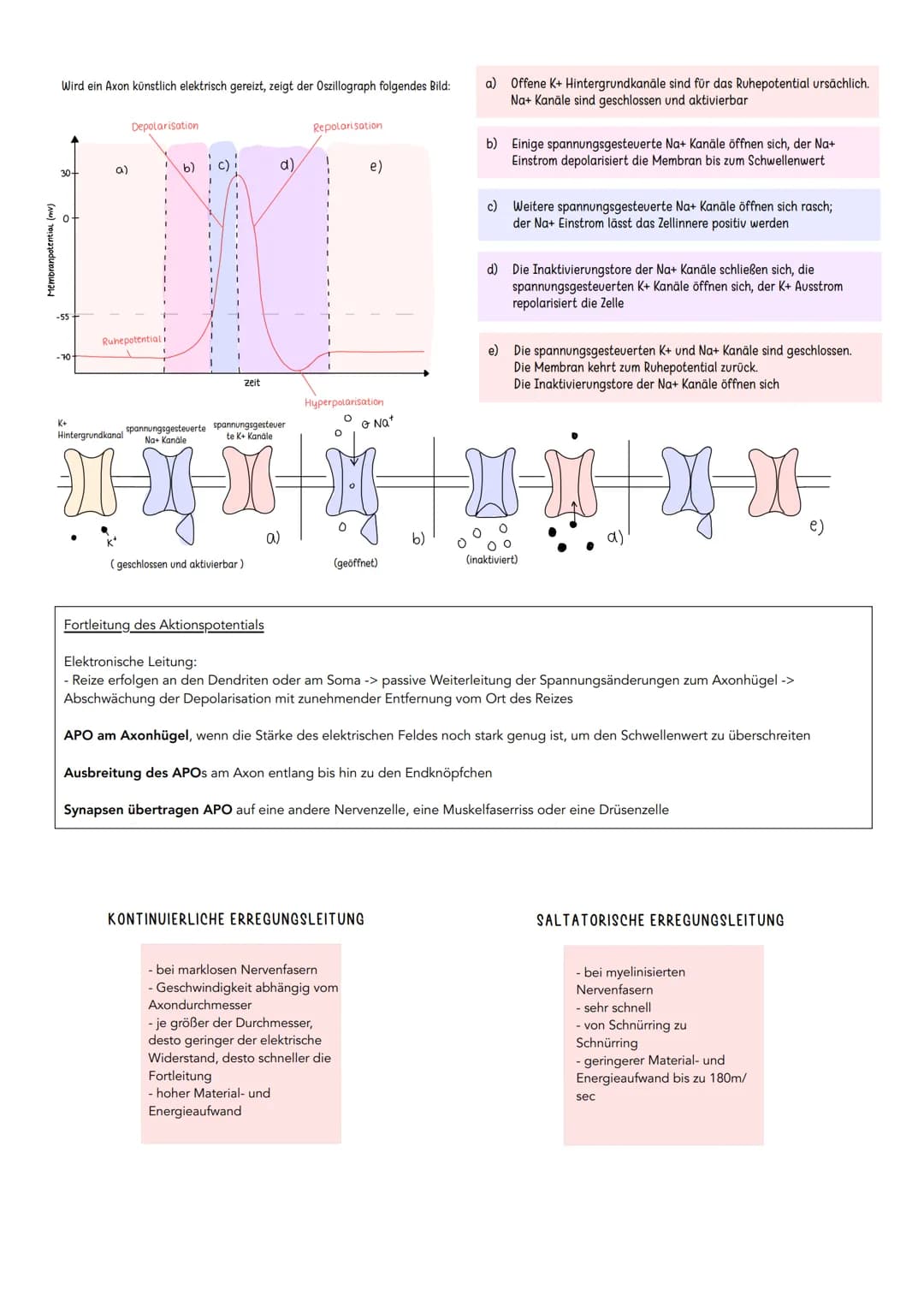 Erregende und hemmende Synpasen
Exzitatorisch/ erregende Synapse
Bindung von Neurotransmitter an
ligandengesteuerte Rezeptoren der
postsynap
