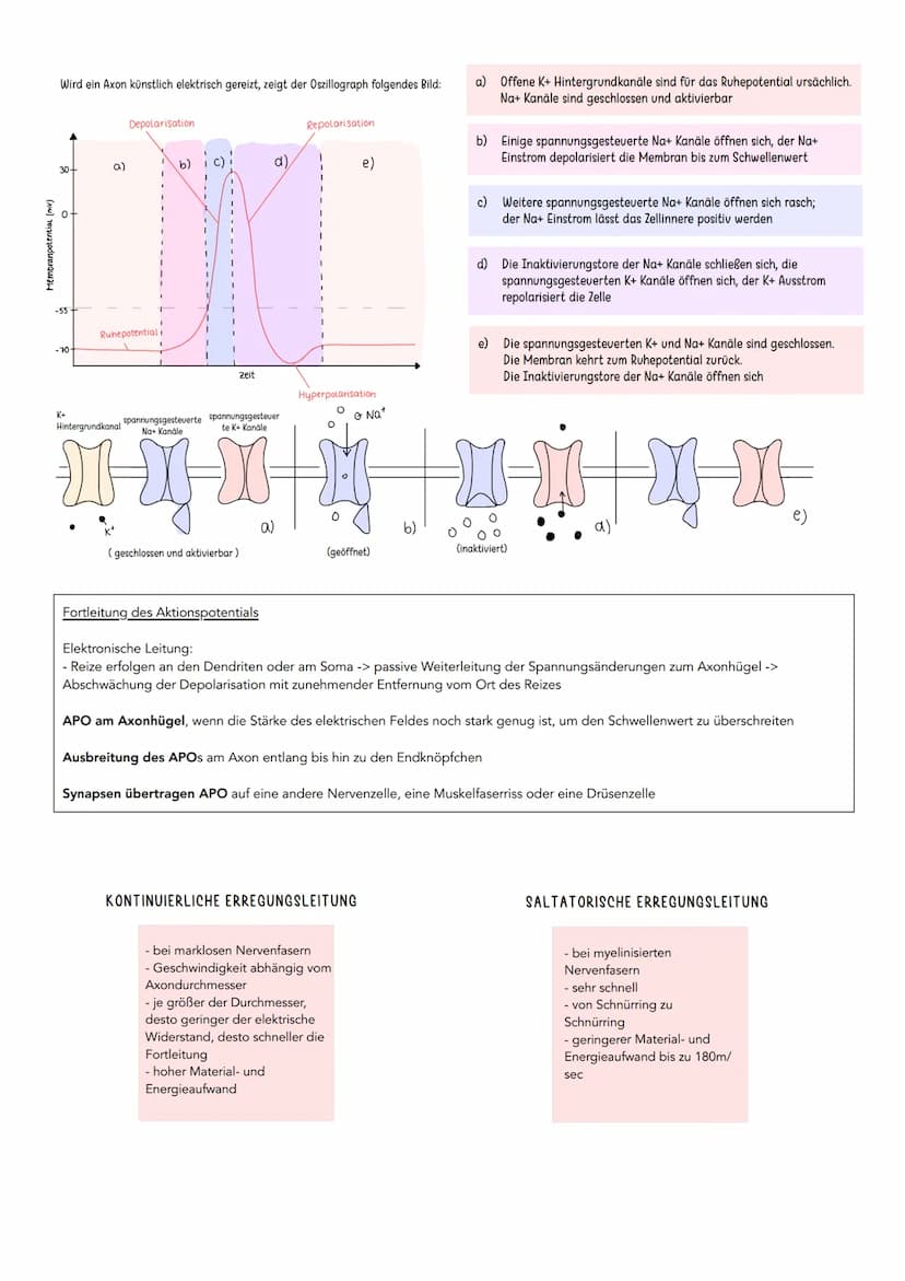 Erregende und hemmende Synpasen
Exzitatorisch/ erregende Synapse
Bindung von Neurotransmitter an
ligandengesteuerte Rezeptoren der
postsynap