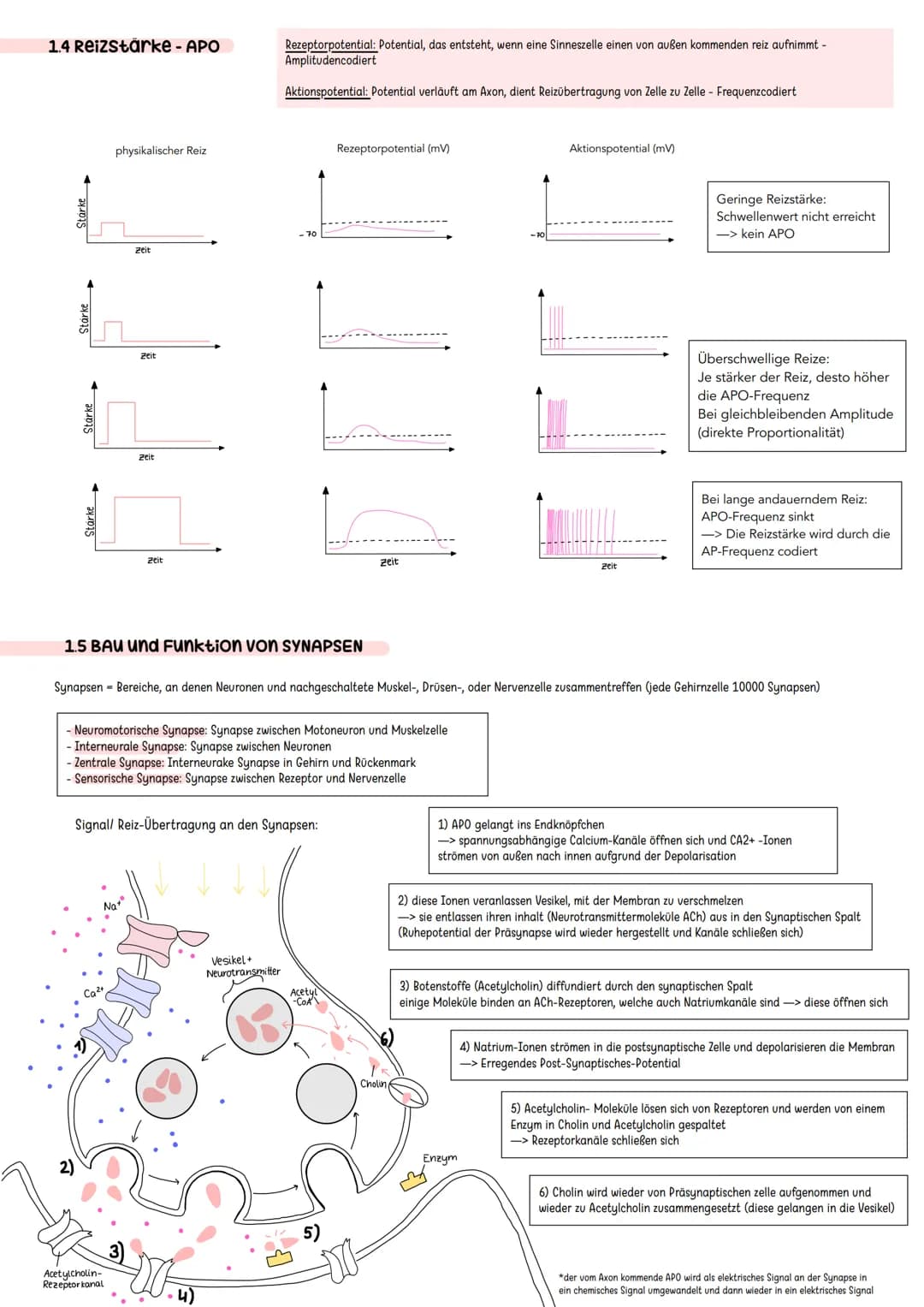 Erregende und hemmende Synpasen
Exzitatorisch/ erregende Synapse
Bindung von Neurotransmitter an
ligandengesteuerte Rezeptoren der
postsynap