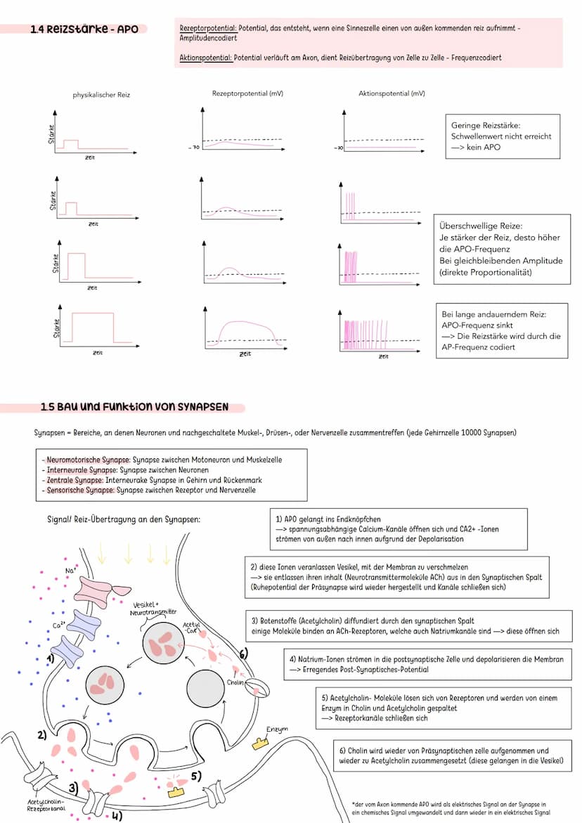 Erregende und hemmende Synpasen
Exzitatorisch/ erregende Synapse
Bindung von Neurotransmitter an
ligandengesteuerte Rezeptoren der
postsynap