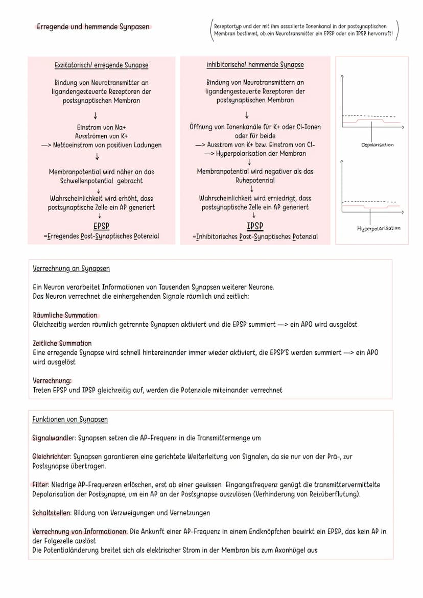 Erregende und hemmende Synpasen
Exzitatorisch/ erregende Synapse
Bindung von Neurotransmitter an
ligandengesteuerte Rezeptoren der
postsynap