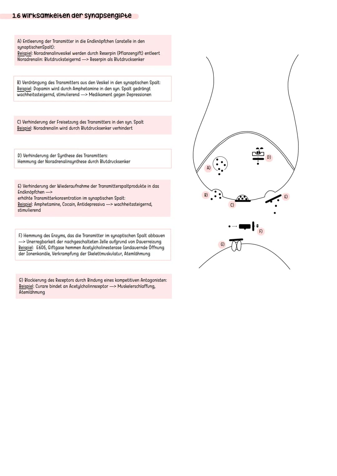 Erregende und hemmende Synpasen
Exzitatorisch/ erregende Synapse
Bindung von Neurotransmitter an
ligandengesteuerte Rezeptoren der
postsynap