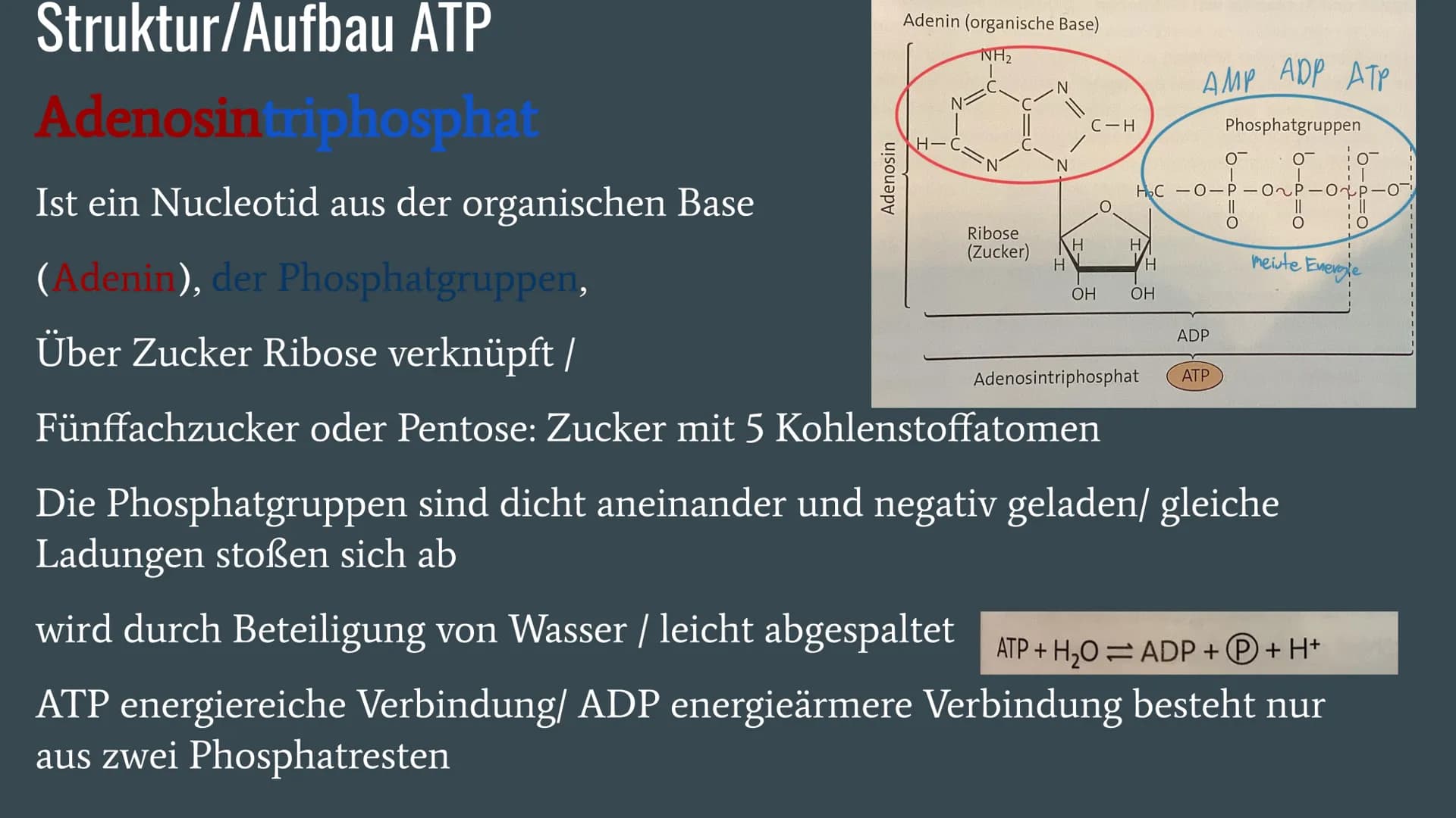 ATP
Adenosin-tri-phosphat
PPP Allgemeine Informationen über ATP
ATP = Andenosintriphosphat/„, universelle Energiewährung"
ATP ist ein Chemis
