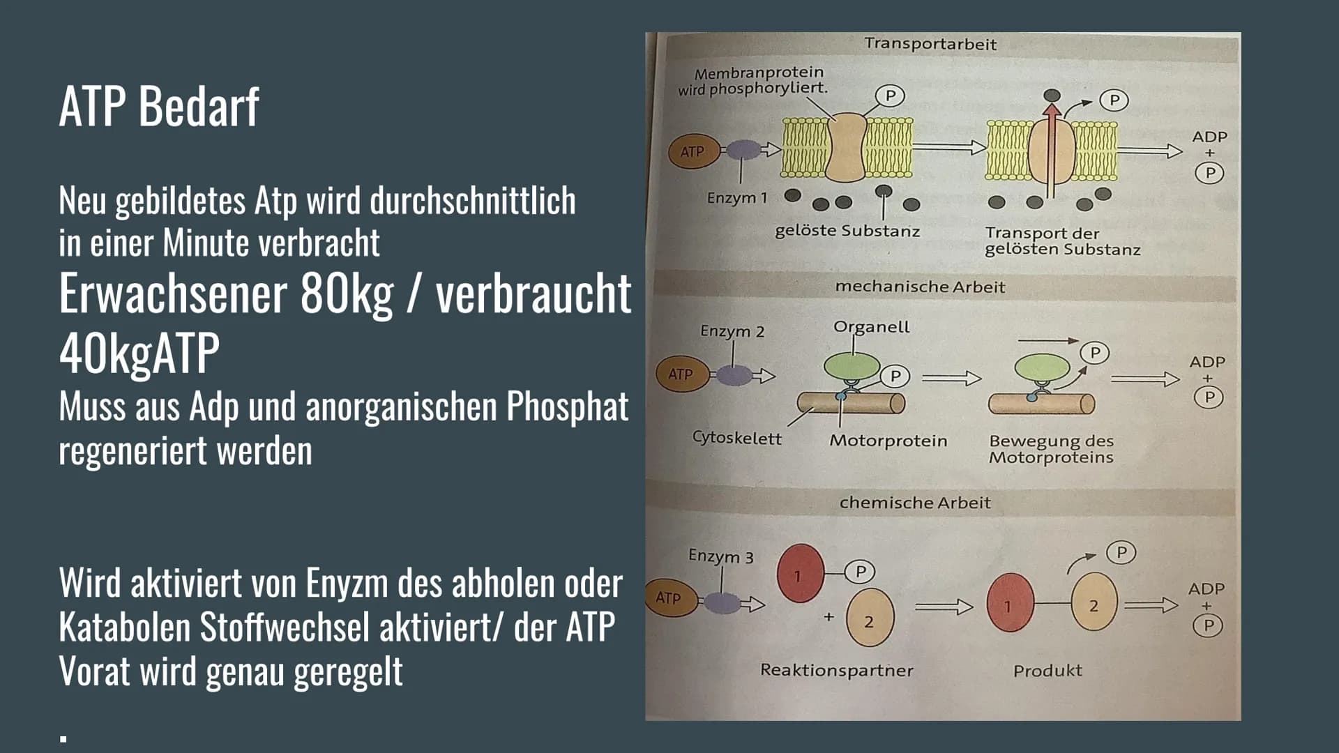 ATP
Adenosin-tri-phosphat
PPP Allgemeine Informationen über ATP
ATP = Andenosintriphosphat/„, universelle Energiewährung"
ATP ist ein Chemis